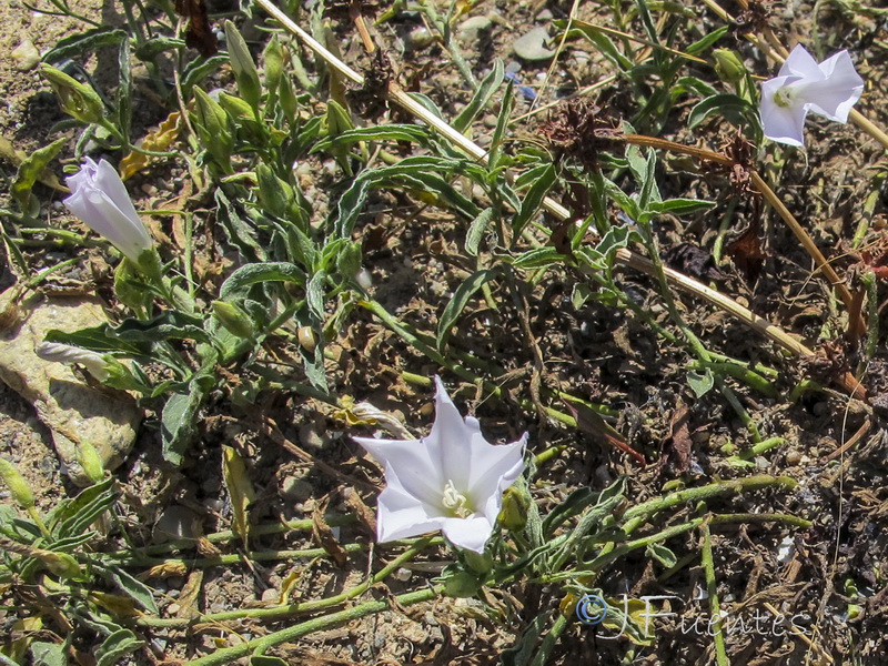 Convolvulus valentinus.05