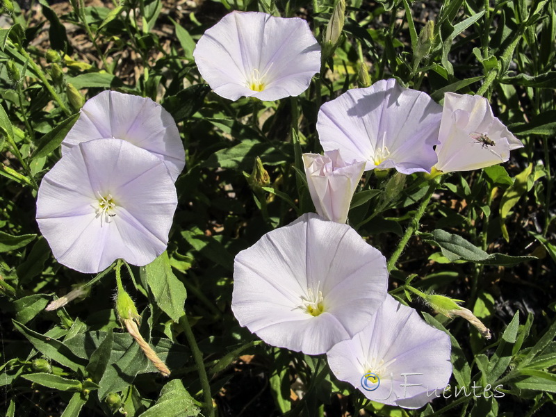 Convolvulus valentinus.07