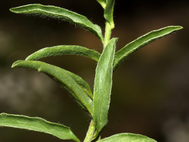 Convolvulus valentinus.08