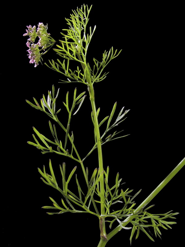 Coriandrum sativum.01