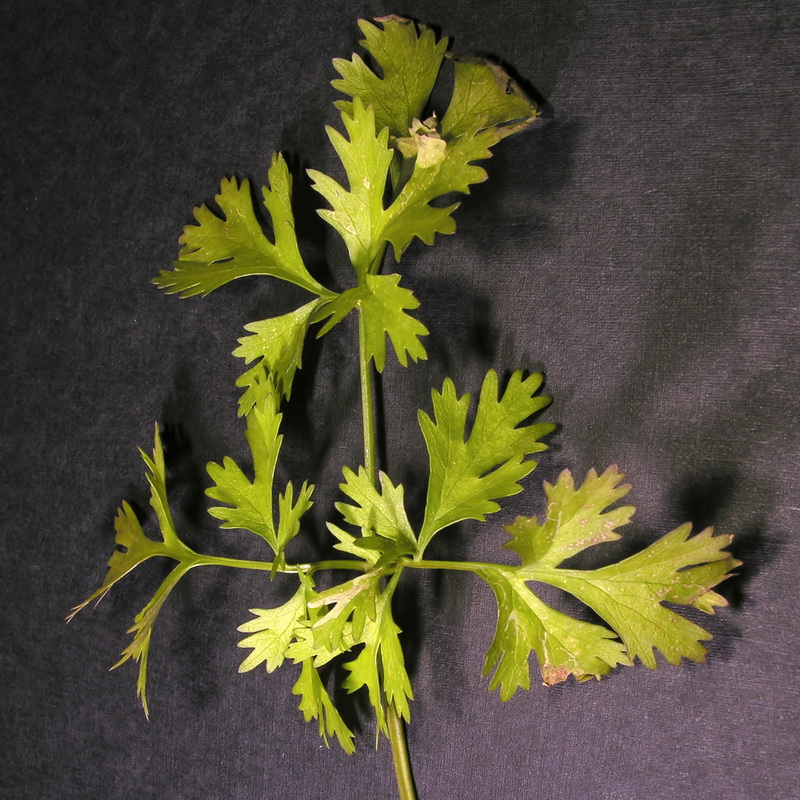 Coriandrum sativum.02