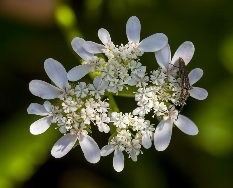 Coriandrum sativum.08