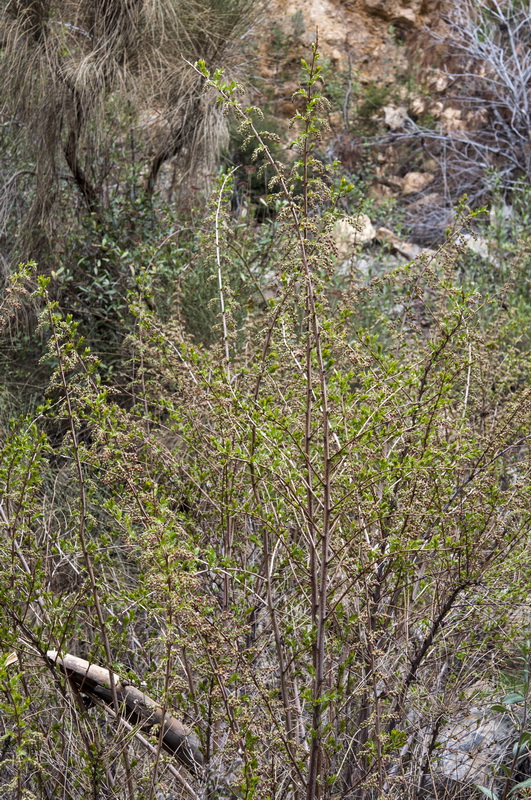 Coriaria myrtifolia.01