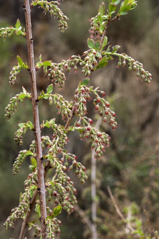 Coriaria myrtifolia.02