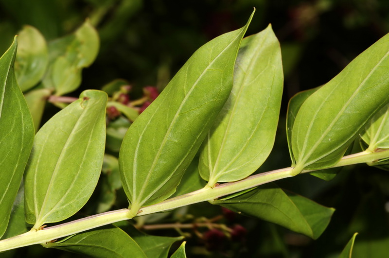 Coriaria myrtifolia.05