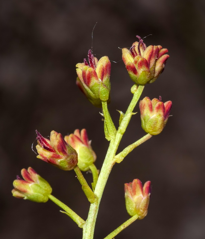 Coriaria myrtifolia.08