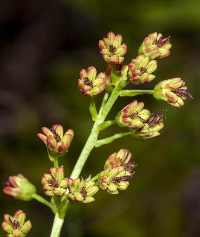 Coriaria myrtifolia.09