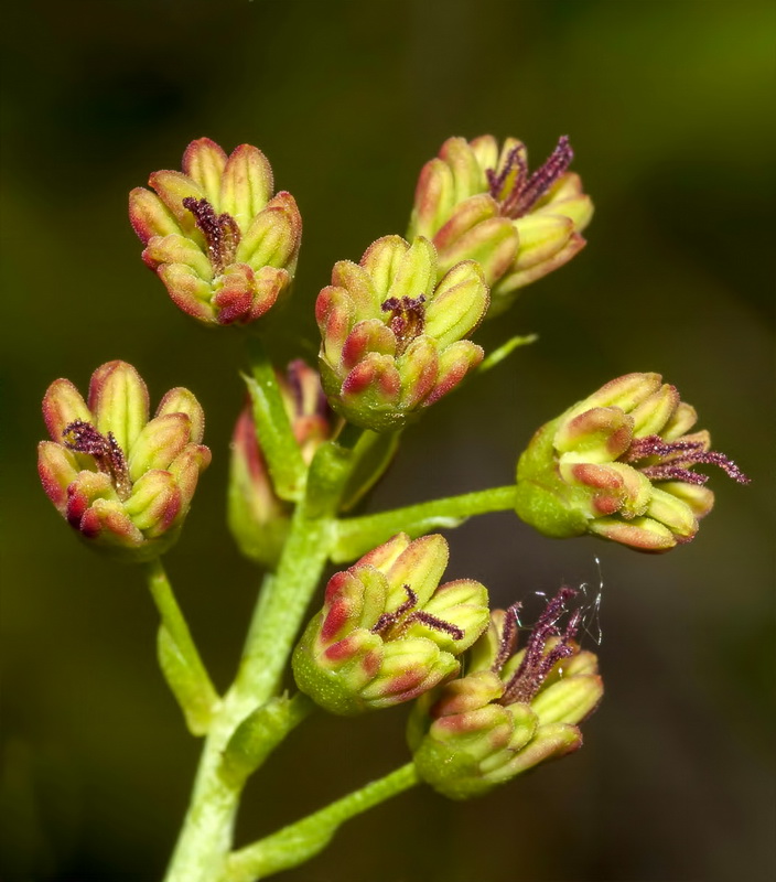 Coriaria myrtifolia.10