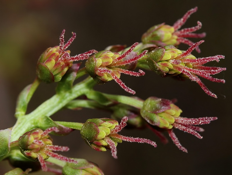 Coriaria myrtifolia.15