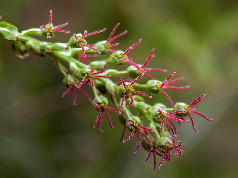 Coriaria myrtifolia.18