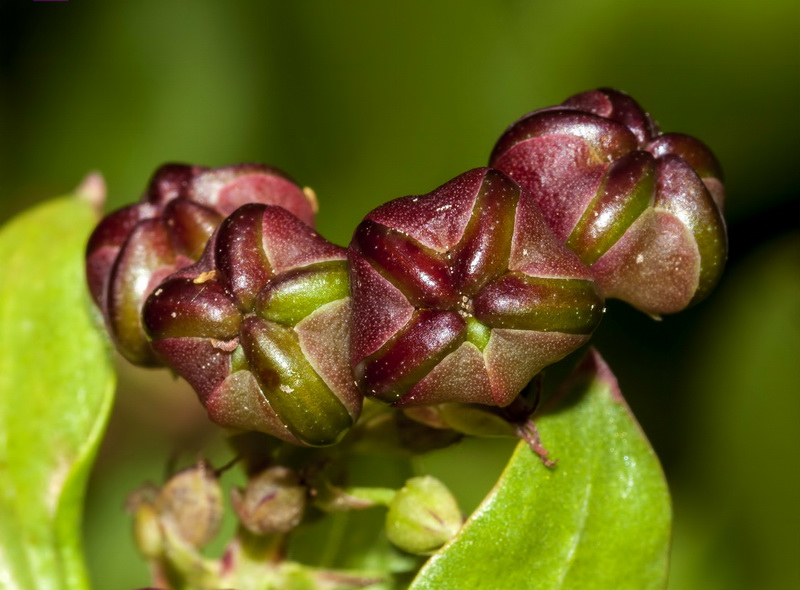 Coriaria myrtifolia.20