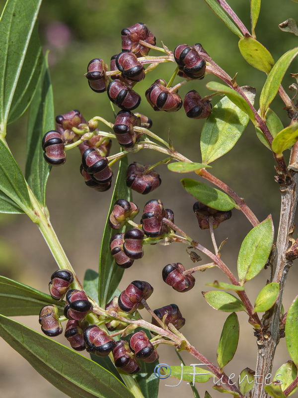 Coriaria myrtifolia.22