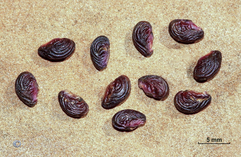 Coriaria myrtifolia.26
