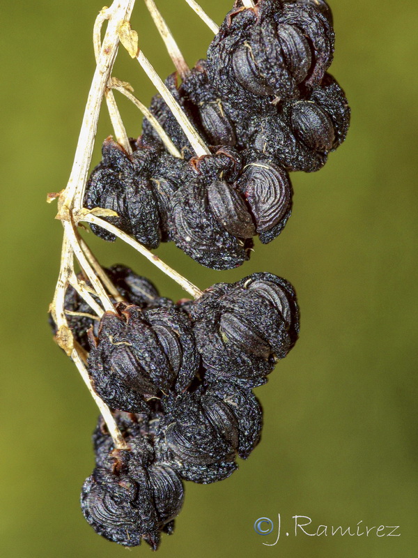 Coriaria myrtifolia.27
