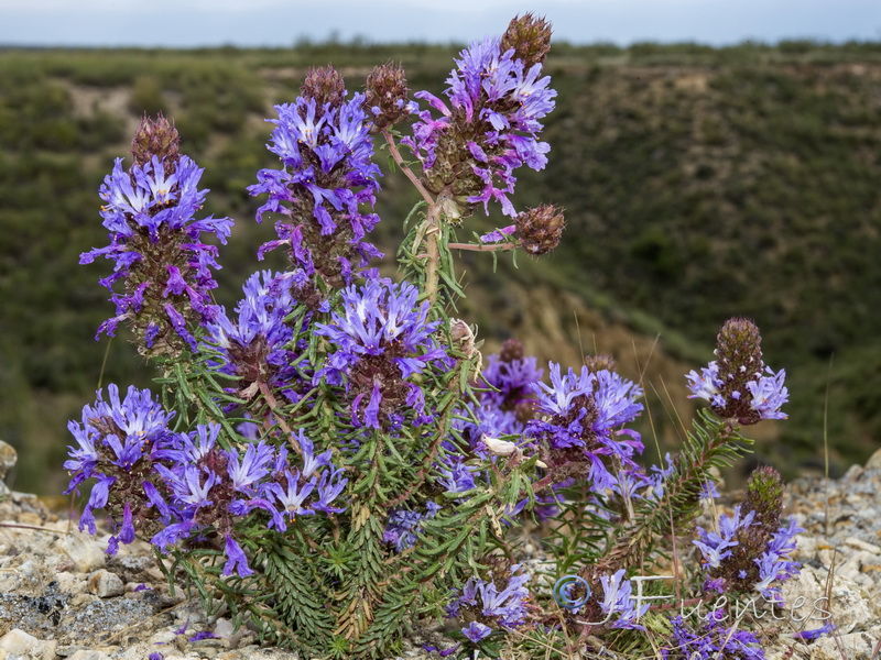 Coris monspeliensis fontqueri.01