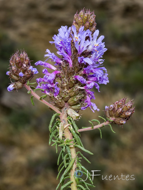 Coris monspeliensis fontqueri.02