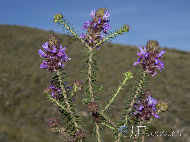 Coris monspeliensis syriaca.34