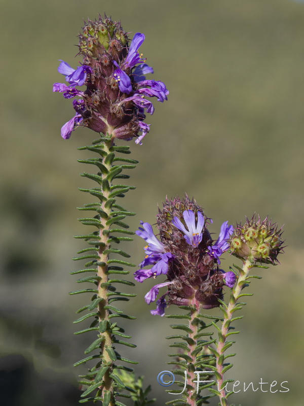 Coris monspeliensis syriaca.36