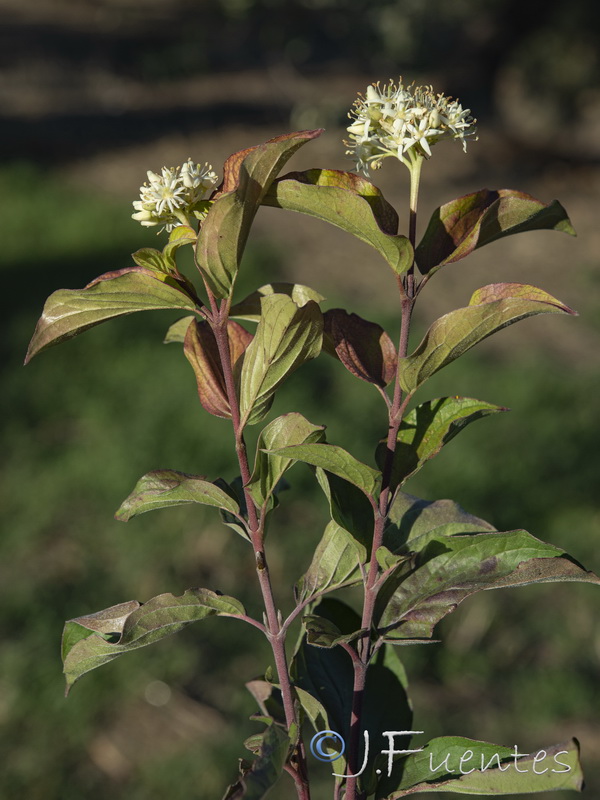 Cornus sanguinea sanguinea.03