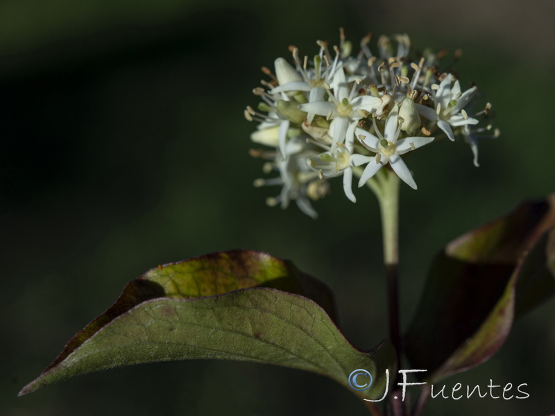 Cornus sanguinea sanguinea.04