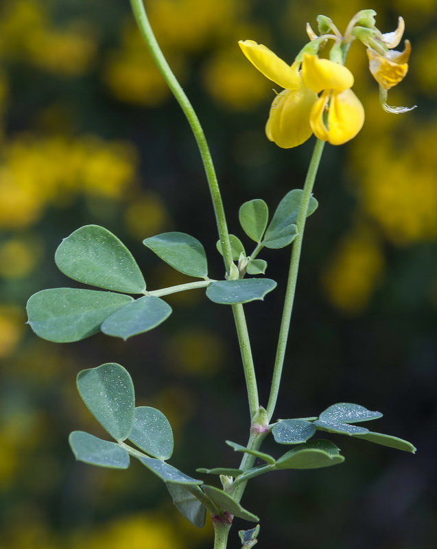 Coronilla glauca.04