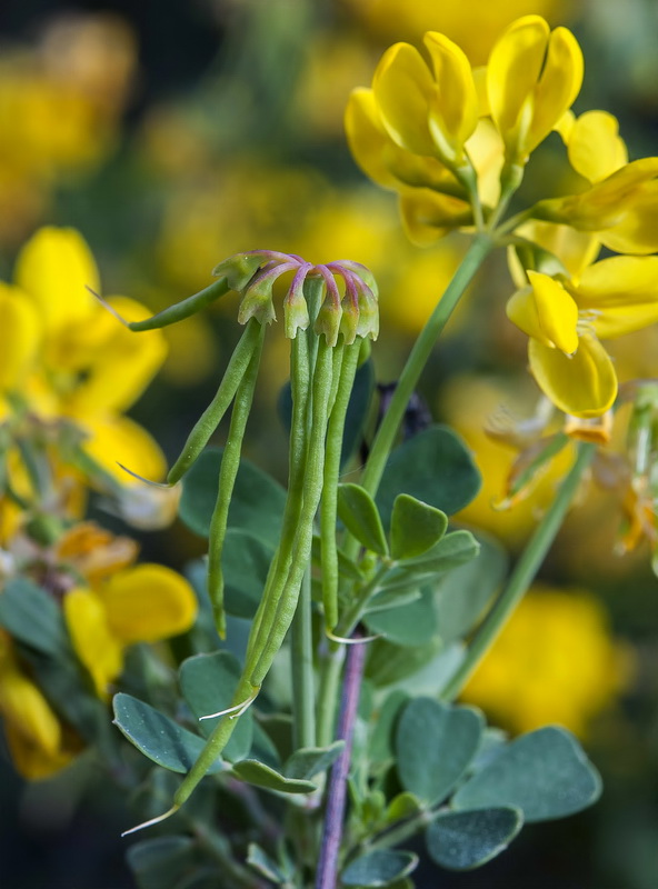 Coronilla glauca.14