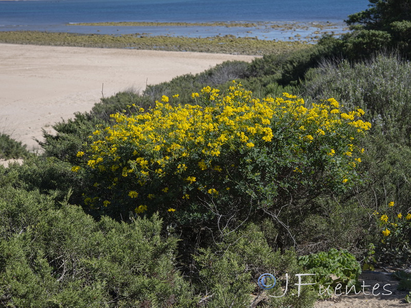 Coronilla glauca.17