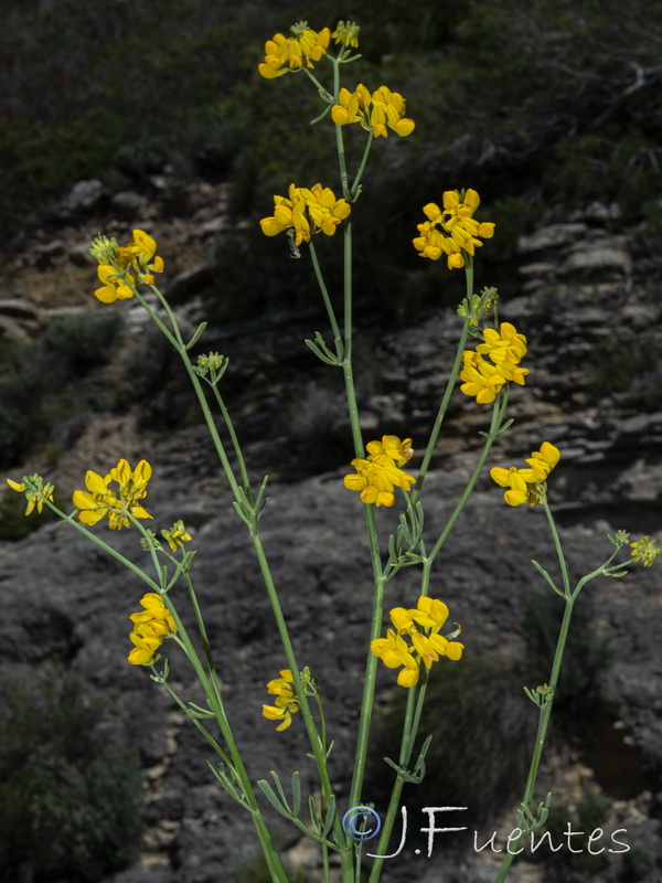 Coronilla juncea.29