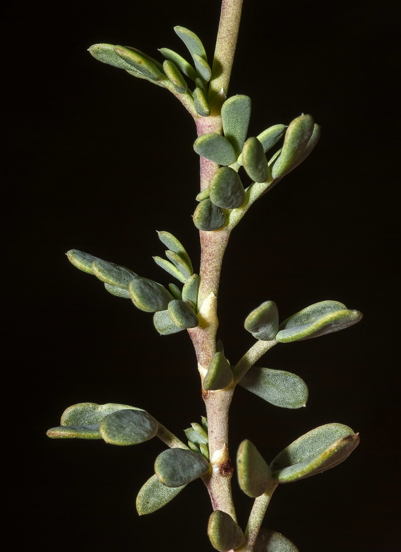 Coronilla minima lotoides.02