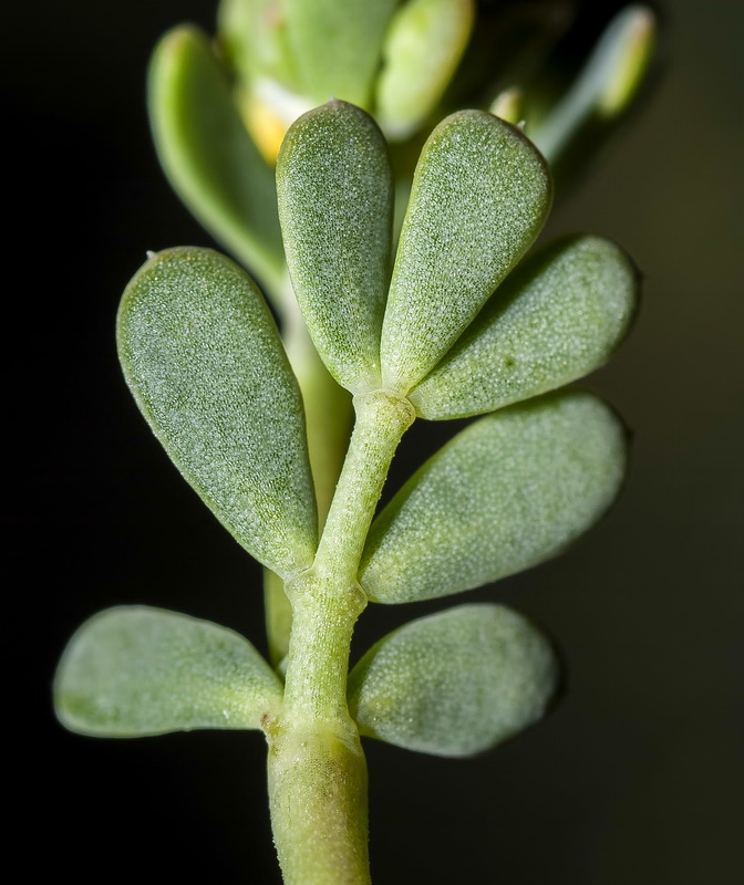 Coronilla minima lotoides.03