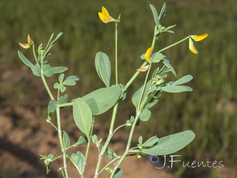 Coronilla repanda repanda.01