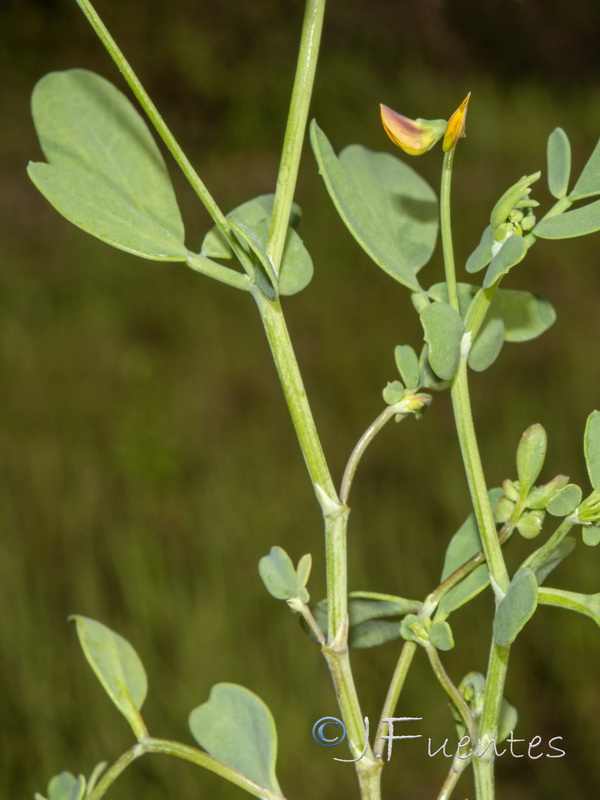 Coronilla repanda repanda.02