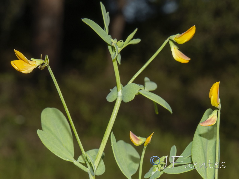 Coronilla repanda repanda.03