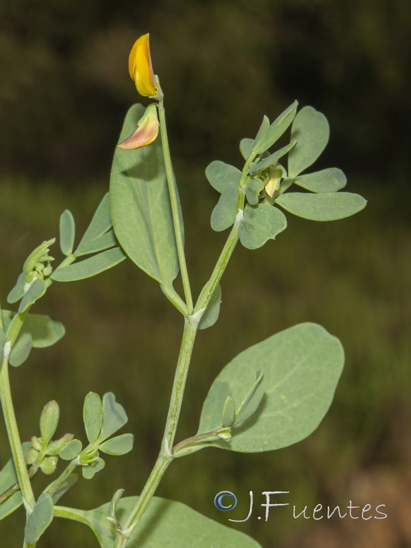 Coronilla repanda repanda.04