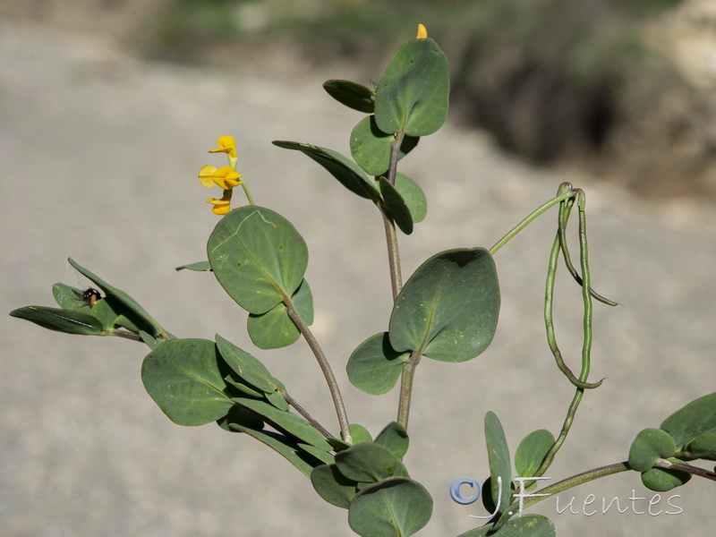 Coronilla scorpioides.06