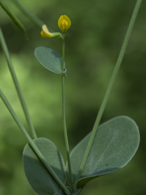 Coronilla scorpioides.09