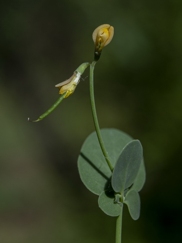 Coronilla scorpioides.10