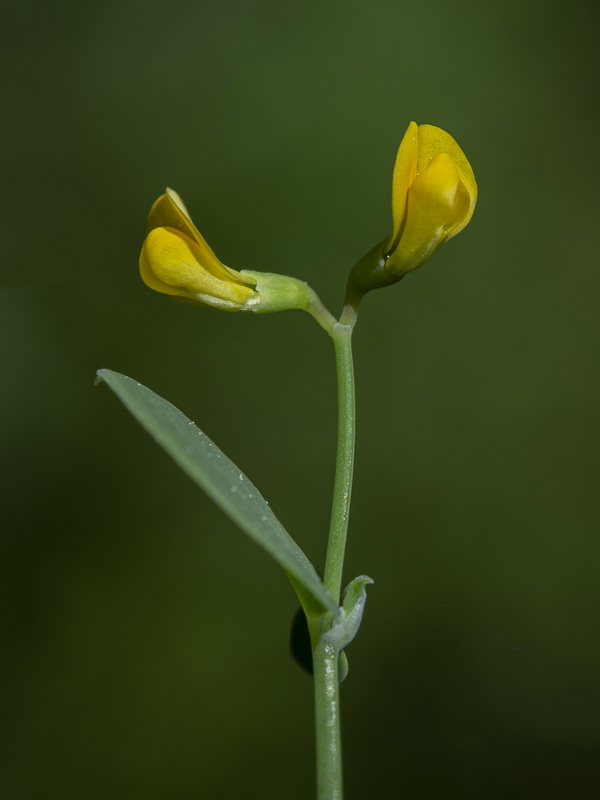 Coronilla scorpioides.11