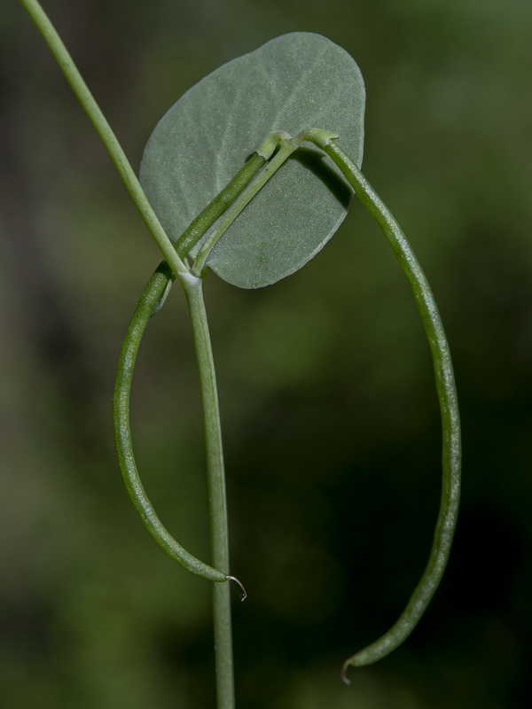 Coronilla scorpioides.12