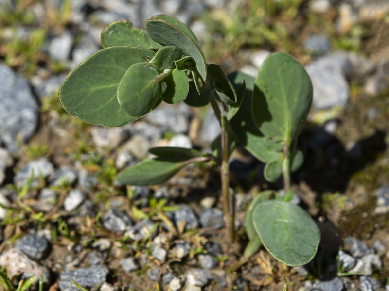 Coronilla scorpioides.13