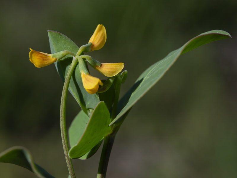 Coronilla scorpioides.15