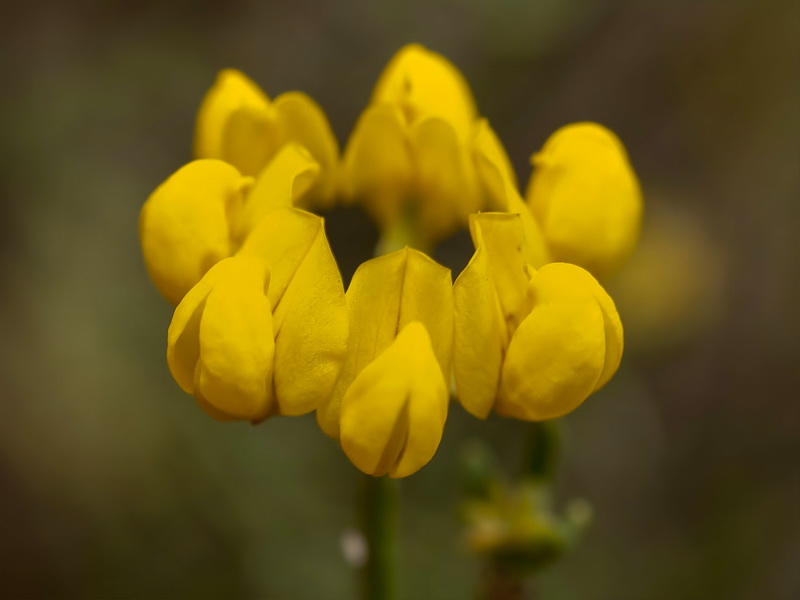 Coronilla talaverae.05