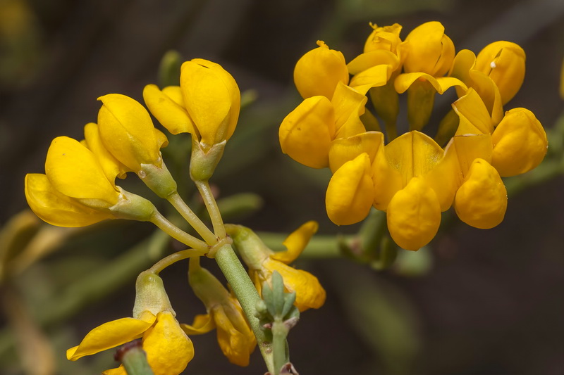 Coronilla talaverae.09