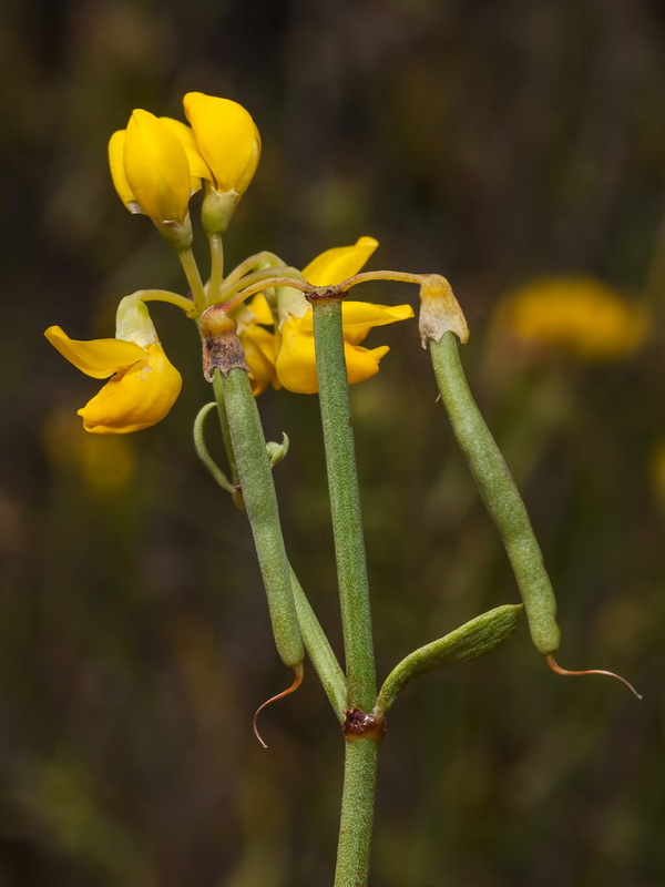 Coronilla talaverae.11