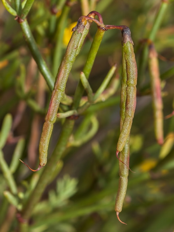 Coronilla talaverae.13