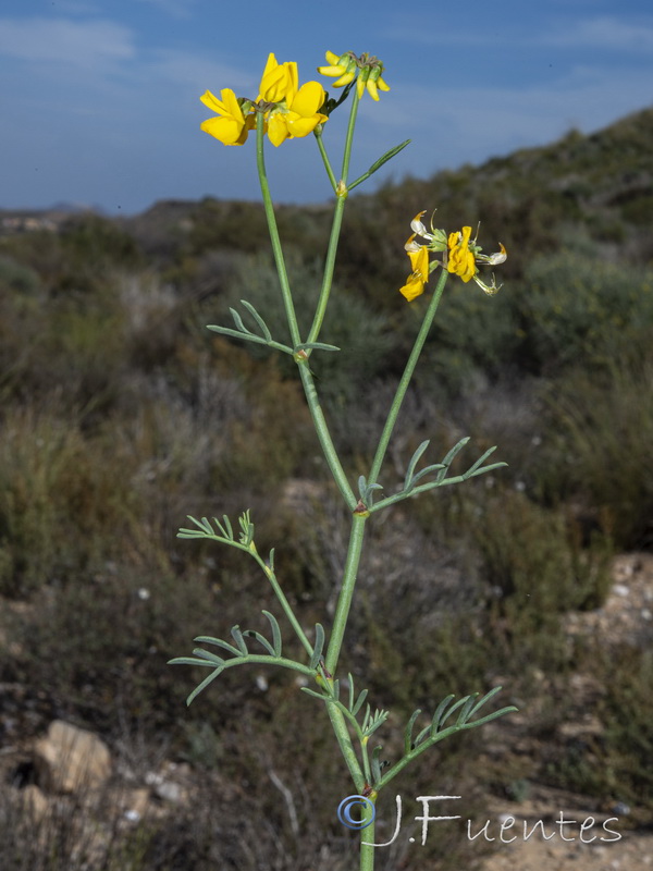 Coronilla talaverae.25