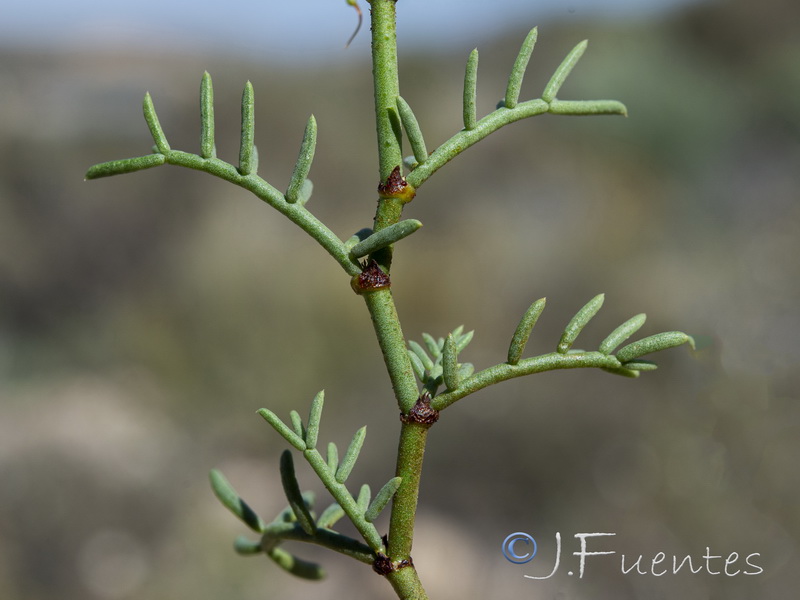 Coronilla talaverae.29