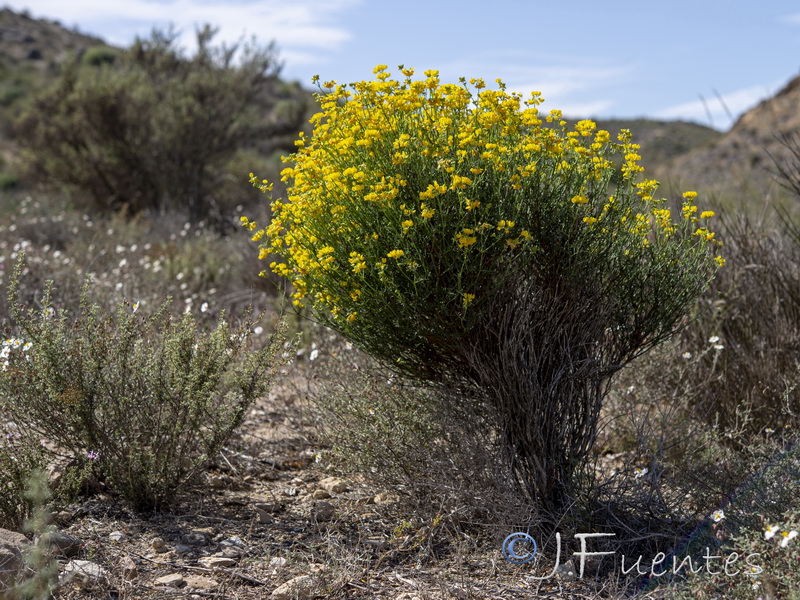 Coronilla talaverae.31