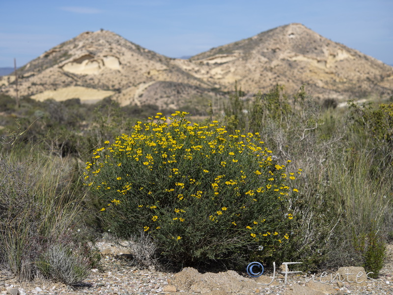 Coronilla talaverae.32