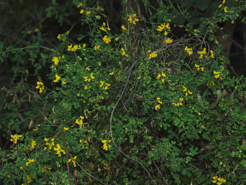 Coronilla valentina.01